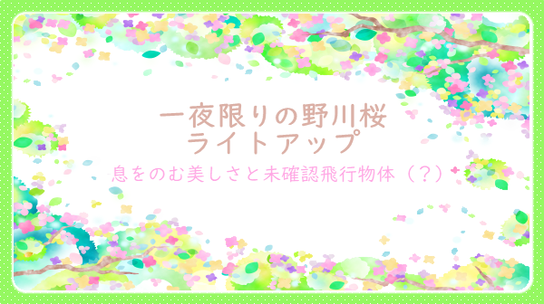 一夜限りの野川桜ライトアップ　息をのむ美しさと未確認飛行物体（？）