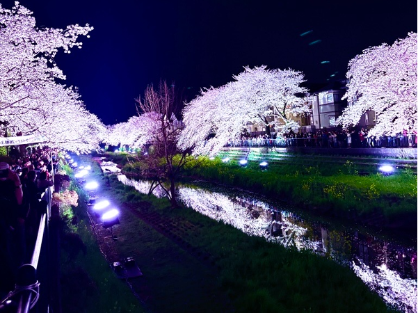 水面に映る野川の桜